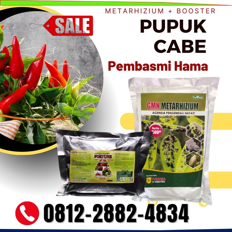 Supplier Obat Cabe Trip Bali, Suplier Obat Untuk Cabai Keriting Badung, Pusat Obat Ulat Cabai Mangupura, Distributor Obat Untuk Cabai Bangli, Produsen Paket Penyubur Tanaman Cabe Alami Buleleng, Pabrik Pupuk Penyubur Tanaman Cabe Singaraja, Agen Obat Hama Cabe Daun Keriting Jembrana, Harga Paket Pelebat Cabe Negara, Grosir Paket Pelebat Cabai Jembrana, Jual Nutrisi Untuk Daun Cabe Keriting Amlapura