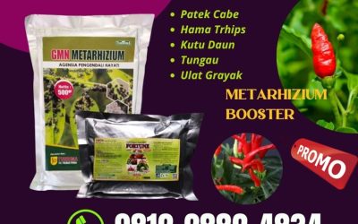 PROMO! 0812-2882-4834 Supplier Pupuk Booster Buah Cabe Kalimantan Timur, Suplier Pupuk Cabe Fase Generatif Samarinda, Pusat Pupuk Cabe Saat Berbuah Paser