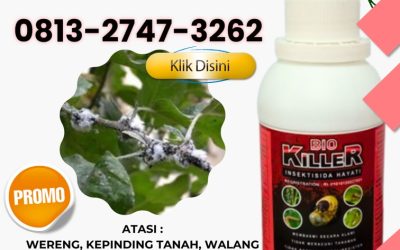 ALAMI! 0813-2747-3262, Supplier Obat Ulat Tanah Paling Ampuh Kota Jambi, Suplier Obat Wereng Dan Ulat Kota Sungai Penuh, Pusat Obat Ulat Kacang Panjang Kerinci