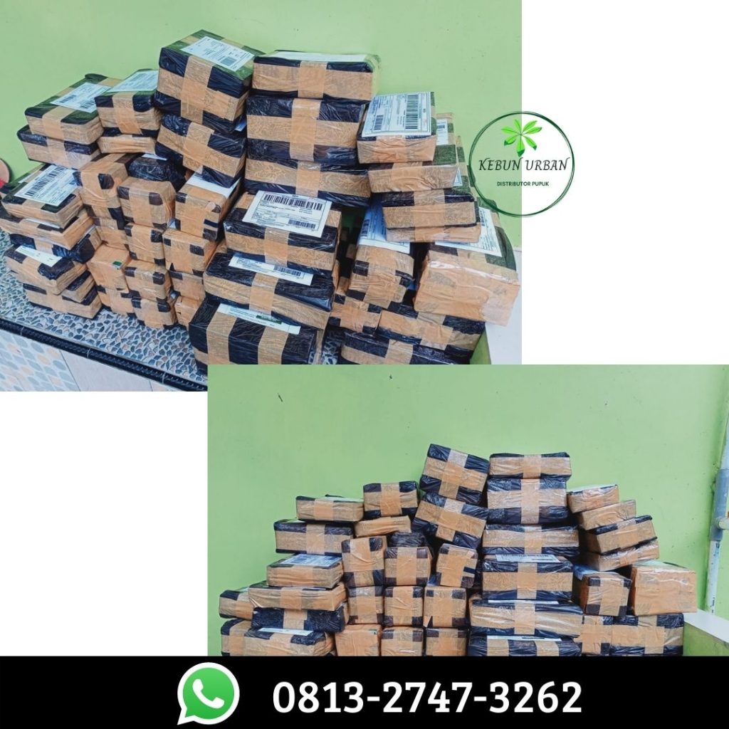 Suplier Obat Pembasmi Ulat Mangga Kota Probolinggo, Pusat Pupuk Mangga Madu Jawa Timur, Distributor Pupuk Untuk Buah Mangga Dalam Pot Surabaya, Produsen Pupuk Penyubur Daun Mangga Bangkalan