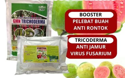 TERBAIK! 0813-2747-3262 Agen Pupuk Organik Jambu Madu Cakung, Harga Pupuk Jambu Agar Tidak Rontok Gambir, Grosir Pupuk Booster Jambu Tanah Abang