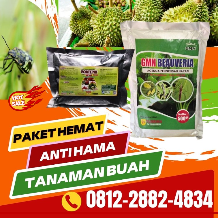 Pusat Pupuk Pepaya Lampung, Distributor Pupuk Pepaya Di Musim Hujan Lampung Selatan, Produsen Pupuk Pepaya California Kalianda