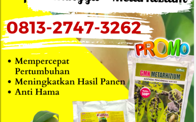 TERMURAH! 0813-2747-3262 Suplier Obat Pembasmi Ulat Mangga Kota Probolinggo, Pusat Pupuk Mangga Madu Jawa Timur, Distributor Pupuk Untuk Buah Mangga Dalam Pot Surabaya
