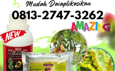 TERBAIK! 0813-2747-3262, Agen Paket Obat Tanaman Jagung Lampung Tengah, Harga Paket Obat Tanaman Jeruk Lampung Utara, Grosir Obat Tanaman Jambu Kristal Kotabumi