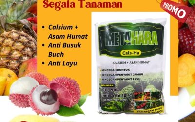 PROMO! 0812-2882-4834, Supplier Pupuk Kalsium Lampung, Suplier Pupuk Kalsium Asam Humat Lampung Selatan, Pusat Pupuk Kalsium Alami Untuk Cabe Kalianda