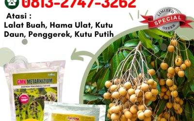 TERBUKTI!, 0813-2747-3262 Pusat Obat Kelengkeng Sumenep, Distributor Obat Untuk Kelengkeng Trenggalek, Produsen Obat Booster Kelengkeng Tuban