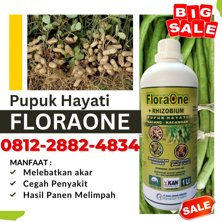 Pusat Pupuk Kacang Benteng, Distributor Pupuk Kacang Tanah Bulukumba, Produsen Pupuk Kacang Panjang Masamba, Pabrik Pupuk Kacang Tanah Berbuah Lebat Bantaeng, Agen Pupuk Kacang Buncis Jeneponto, Harga Pupuk Kacang Hijau Bontosunggu, Grosir Pupuk Kacang Kedelai Takalar, Jual Pupuk Kacang Merah Pattallassang, Supplier Pupuk Rhizobium Gowa, Suplier Pupuk Hayati Rhizobium Sungguminasa