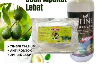DISKON! 0812-2882-4834 Suplier Pupuk Alpukat Agar Cepat Berbuah Semarang, Pusat Pupuk Alpukat Agar Tidak Rontok Brebes, Distributor Paket Pupuk Alpukat Saat Berbunga Cilacap