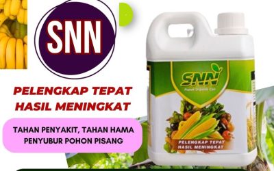 PROMO! 0812-2882-4834 Supplier Pupuk Pisang Jawa Timur, Suplier Pupuk Pisang Agar Berbuah Besar Surabaya, Pusat Pupuk Pisang Agar Cepat Berbuah Bangkalan