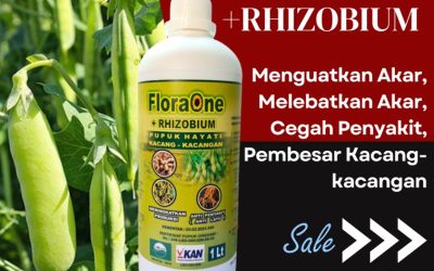 ORI! 0813-2747-3262, Agen Pupuk Kacang Buncis Luwu Utara, Harga Pupuk Kacang Hijau Luwu Timur, Grosir Pupuk Kacang Kedelai Malili