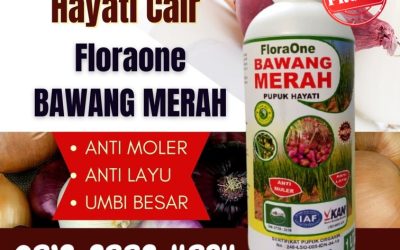 SUBUR! 0812-2882-4834 Distributor Obat Penyubur Daun Bawang Merah Cilacap, Produsen Pupuk Bawang Daun Demak, Pabrik Pupuk Bawang Daun Musim Hujan Jepara