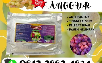 SUBUR! 0812-2882-4834, Distributor Pupuk Anggur Masa Vegetatif Rangkasbitung, Produsen Pupuk Anggur Saat Berbuah Pandeglang, Pabrik Pupuk Anggur Saat Berbunga Pandeglang