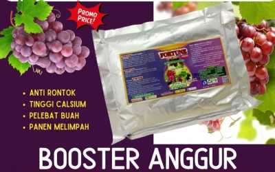 AMPUH! 0812-2882-4834, Pusat Pupuk Anggur Agar Cepat Berbuah Lebak, Distributor Pupuk Anggur Masa Vegetatif Rangkasbitung, Produsen Pupuk Anggur Saat Berbuah Pandeglang