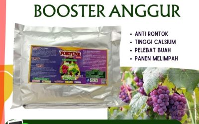 DISKON! 0812-2882-4834, Suplier Pupuk Anggur Masa Pertumbuhan Serang, Pusat Pupuk Anggur Agar Cepat Berbuah Lebak, Distributor Pupuk Anggur Masa Vegetatif Rangkasbitung