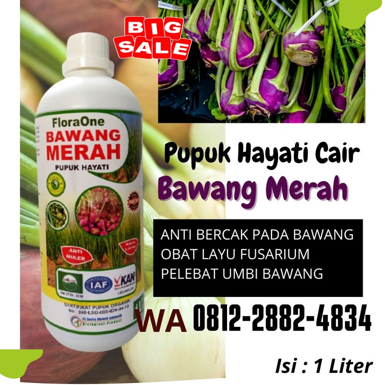 Suplier Pupuk Bawang Merah Semarang, Pusat Obat Bawang Daun Kuning Brebes, Distributor Obat Penyubur Daun Bawang Merah Cilacap, Produsen Pupuk Bawang Daun Demak, Pabrik Pupuk Bawang Daun Musim Hujan Jepara, Agen Obat Lodoh Bawang Merah Grobogan, Harga Obat Bawang Merah Daun Layu Kebumen, Grosir Fungisida Untuk Embun Tepung Bawang Merah Kendal, Jual Fungisida Layu Fusarium Bawang Merah Cilacap, Supplier Pupuk Alami Bawang Merah Kudus