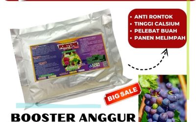 PROMO! 0812-2882-4834, Supplier Pupuk Anggur Banten, Suplier Pupuk Anggur Masa Pertumbuhan Serang, Pusat Pupuk Anggur Agar Cepat Berbuah Lebak