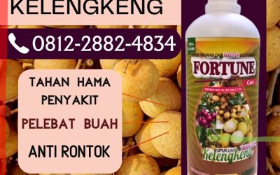 PROMO! 0812-2882-4834, Supplier Pupuk Kelengkeng Pamekasan, Suplier Pupuk Kelengkeng Agar Cepat Berbuah Gresik, Pusat Pupuk Kelengkeng Cepat Berbuah Ponorogo