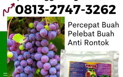 TERBUKTI! 0813-2747-3262, Pusat Pupuk Tanaman Anggur Pandeglang, Distributor Pupuk Untuk Anggur Pandeglang, Produsen Pupuk Alami Buah Anggur Serang