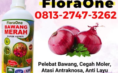 TERMURAH! 0813-2747-3262 Jual Fungisida Bawang Merah Purwodadi, Supplier Pupuk Bawang Jawa Tengah, Suplier Pupuk Bawang Merah Semarang