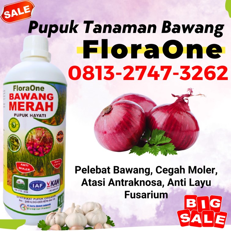 Jual Fungisida Bawang Merah Purwodadi, Supplier Pupuk Bawang Jawa Tengah, Suplier Pupuk Bawang Merah Semarang, Pusat Obat Bawang Daun Kuning Brebes