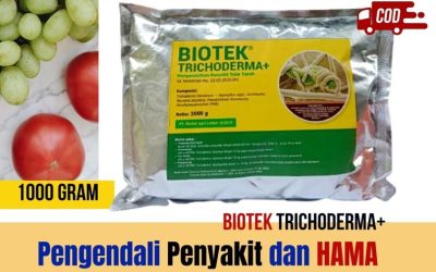 TERLARIS! 0812-2882-4834 Agen Obat Fungisida Batusangkar, Harga Obat Fungisida Untuk Cabe Padang Pariaman, Grosir Obat Fungisida Padi Kota Padang
