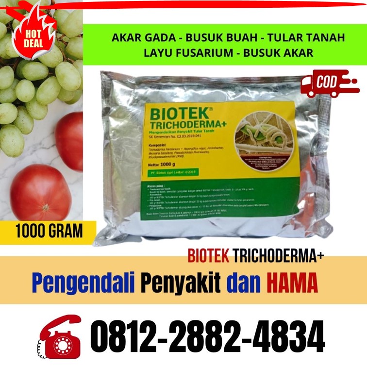 Agen Obat Fungisida Batusangkar, Harga Obat Fungisida Untuk Cabe Padang Pariaman, Grosir Obat Fungisida Padi Kota Padang, Jual Pupuk Fungisida Kota Solok, Supplier Fungisida Terbaik Kota Sawahlunto, Suplier Fungisida Alami Kota Padangpanjang, Pusat Fungisida Organik Kota Bukittinggi, Distributor Fungisida Cabai Kota Payakumbuh, Produsen Fungisida Fusarium Kota Pariaman, Supplier Fungisida Tricoderma Padang