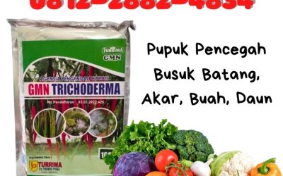 AMPUH! 0812-2882-4834 Agen Trichoderma 1kg Lampung Selatan, Harga Trichoderma Untuk Fusarium Kalianda, Grosir Trichoderma Harzianum Lampung Tengah