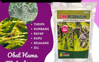 SUBUR! 0812-2882-4834 Distributor Obat Hama Wereng Jetis, Produsen Metarhizium Hayati Kotagede, Pabrik Obat Hama Padi Sundep Kraton
