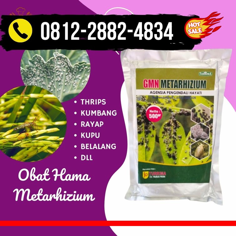 Distributor Obat Hama Wereng Jetis, Produsen Metarhizium Hayati Kotagede, Pabrik Obat Hama Padi Sundep Kraton, Agen Obat Hama Semut Mantrijeron, Harga Insektisida Alami Mergangsan, Grosir Insektisida Hama Thrips Ngampilan, Jual Insektisida Kutu Putih Pakualaman, Supplier Obat Hama Akar Tanaman Tegalrejo, Suplier Obat Hama Belalang Umbulharjo, Pusat Obat Hama Bawang Merah Wirobrajan