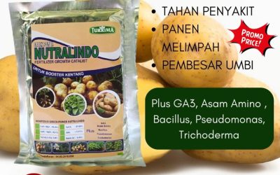 SUBUR! 0812-2882-4834 Distributor Pupuk Dasar Untuk Tanaman Kentang Banyuwangi, Produsen Pupuk Pembesar Umbi Kentang Banyuwangi, Pabrik Pupuk Alami Kentang Kanigoro