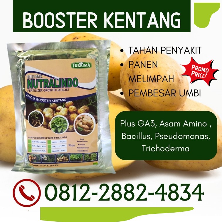 Distributor Pupuk Dasar Untuk Tanaman Kentang Banyuwangi, Produsen Pupuk Pembesar Umbi Kentang Banyuwangi, Pabrik Pupuk Alami Kentang Kanigoro, Agen Pupuk Kentang Yang Bagus Bojonegoro, Harga Pupuk Pembesar Buah Kentang Bondowoso, Grosir Pupuk Buat Bibit Kentang Gresik, Jual Pupuk Untuk Memperbanyak Buah Kentang Jombang, Supplier Pupuk Buah Tanaman Kentang Kediri, Suplier Pupuk Dasar Kentang Ngasem, Pusat Pupuk Daun Kentang Lamongan