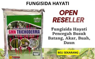 SUBUR! 0812-2882-4834 Distributor Trichoderma Harzianum Painan, Produsen Trichoderma Untuk Cabe Solok, Pabrik Trichoderma Untuk Tanaman Arosuka