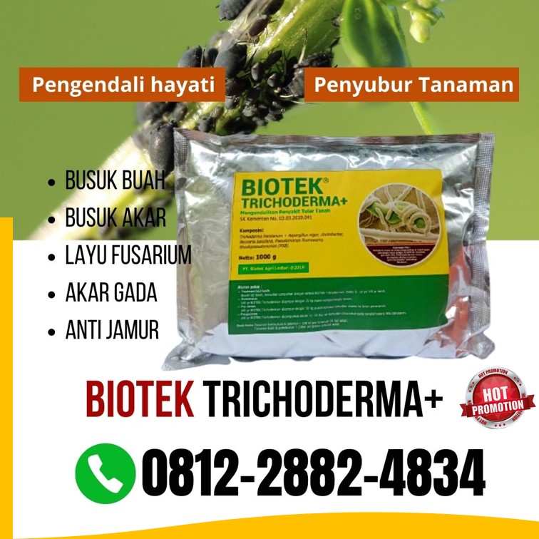 Grosir Obat Fungisida Padi Kota Padang, Jual Pupuk Fungisida Kota Solok, Supplier Fungisida Terbaik Kota Sawahlunto, Suplier Fungisida Alami Kota Padangpanjang, Pusat Fungisida Organik Kota Bukittinggi, Distributor Fungisida Cabai Kota Payakumbuh, Produsen Fungisida Fusarium Kota Pariaman, Supplier Fungisida Tricoderma Padang, Suplier Fungisida Trichoderma Pesisir Selatan, Pusat Fungisida Hayati Trichoderma Painan