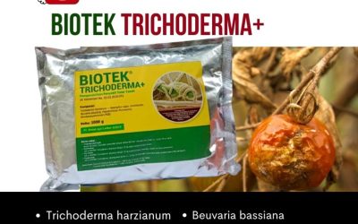 BISA COD! 0812-2882-4834 Harga Obat Fungisida Untuk Cabe Padang Pariaman, Grosir Obat Fungisida Padi Kota Padang, Jual Pupuk Fungisida Kota Solok