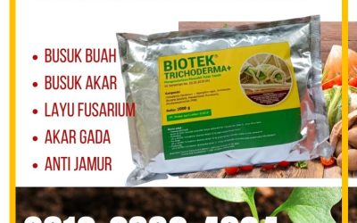 AMPUH! 0812-2882-4834, Jual Pupuk Fungisida Trichoderma Banyuwangi, Jual Pupuk Fungisida Trichoderma Blitar, Jual Pupuk Fungisida Trichoderma Kanigoro