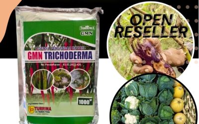TERBAIK! 0812-2882-4834 Jual Trichoderma Untuk Cabe Gunung Sugih, Supplier Trichoderma Untuk Tanaman Lampung Utara, Suplier Trichoderma Untuk Bawang Merah Kotabumi