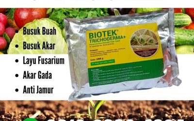 TERBAIK! 0812-2882-4834 Pabrik Fungisida Jagung Sijunjung, Agen Obat Fungisida Batusangkar, Harga Obat Fungisida Untuk Cabe Padang Pariaman