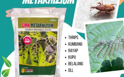TERBUKTI! 0812-2882-4834 Produsen Metarhizium Hayati Kotagede, Pabrik Obat Hama Padi Sundep Kraton, Agen Obat Hama Semut Mantrijeron