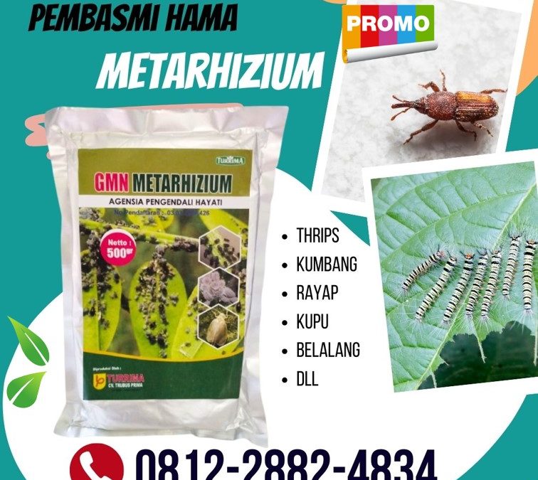 TERBUKTI! 0812-2882-4834 Produsen Metarhizium Hayati Kotagede, Pabrik Obat Hama Padi Sundep Kraton, Agen Obat Hama Semut Mantrijeron