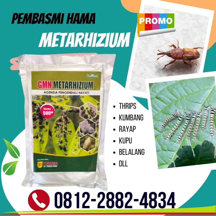 Produsen Metarhizium Hayati Kotagede, Pabrik Obat Hama Padi Sundep Kraton, Agen Obat Hama Semut Mantrijeron, Harga Insektisida Alami Mergangsan, Grosir Insektisida Hama Thrips Ngampilan, Jual Insektisida Kutu Putih Pakualaman, Supplier Obat Hama Akar Tanaman Tegalrejo, Suplier Obat Hama Belalang Umbulharjo, Pusat Obat Hama Bawang Merah Wirobrajan, Distributor Obat Hama Batang Pohon Mangga Bantul