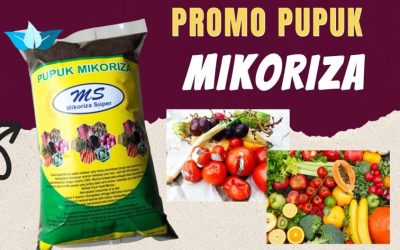 TERBUKTI! 0812-2882-4834 Produsen Pupuk Mikoriza Untuk Anggrek Curup, Pabrik Pupuk Hayati Mikoriza Bengkulu Utara, Agen Pupuk Hayati Mikoriza Plus Arga Makmur