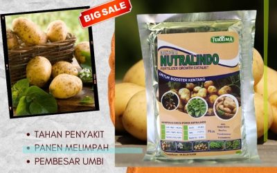 TERBUKTI! 0812-2882-4834 Produsen Pupuk Pembesar Umbi Kentang Banyuwangi, Pabrik Pupuk Alami Kentang Kanigoro, Agen Pupuk Kentang Yang Bagus Bojonegoro