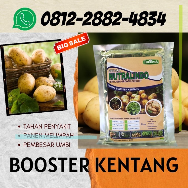 Produsen Pupuk Pembesar Umbi Kentang Banyuwangi, Pabrik Pupuk Alami Kentang Kanigoro, Agen Pupuk Kentang Yang Bagus Bojonegoro, Harga Pupuk Pembesar Buah Kentang Bondowoso, Grosir Pupuk Buat Bibit Kentang Gresik, Jual Pupuk Untuk Memperbanyak Buah Kentang Jombang, Supplier Pupuk Buah Tanaman Kentang Kediri, Suplier Pupuk Dasar Kentang Ngasem, Pusat Pupuk Daun Kentang Lamongan, Distributor Pupuk Dasar Tanaman Kentang Lumajang