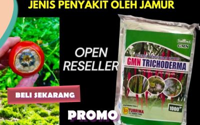 TERLARIS! 0812-2882-4834 Produsen Trichoderma Untuk Cabe Aceh Barat Daya, Pabrik Trichoderma Untuk Tanaman Blangpidie, Agen Trichoderma Untuk Bawang Merah Aceh Besar