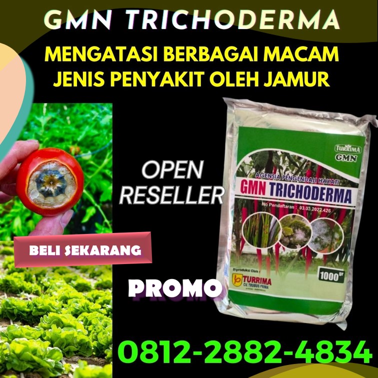 Produsen Trichoderma Untuk Cabe Aceh Barat Daya, Pabrik Trichoderma Untuk Tanaman Blangpidie, Agen Trichoderma Untuk Bawang Merah Aceh Besar, Harga Trichoderma Kota Jantho, Grosir Trichoderma Untuk Kelapa Sawit Aceh Jaya, Jual Trichoderma Untuk Padi Aceh Selatan, Supplier Trichoderma Untuk Penyakit Kota Banda Aceh, Suplier Trichoderma Untuk Pertanian Kota Langsa, Pusat Trichoderma Untuk Tanah Kota Lhokseumawe, Distributor Trichoderma Untuk Pisang Kota Sabang