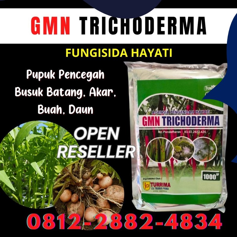 Produsen Trichoderma Untuk Cabe Solok, Pabrik Trichoderma Untuk Tanaman Arosuka, Agen Trichoderma Untuk Bawang Merah Sijunjung, Harga Trichoderma Muaro Sijunjung, Grosir Trichoderma Untuk Kelapa Sawit Kota Padang, Jual Trichoderma Untuk Padi Kota Solok, Supplier Trichoderma Untuk Penyakit Kota Sawahlunto, Suplier Trichoderma Untuk Pertanian Kota Padangpanjang, Pusat Trichoderma Untuk Tanah Kota Bukittinggi, Distributor Trichoderma Untuk Pisang Kota Payakumbuh