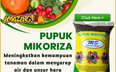 AMPUH! 0812-2882-4834 Pusat Mikoriza Untuk Tanaman Padi Kota Manna, Distributor Pupuk Mikoriza Untuk Sawit Rejang Lebong, Produsen Pupuk Mikoriza Untuk Anggrek Curup