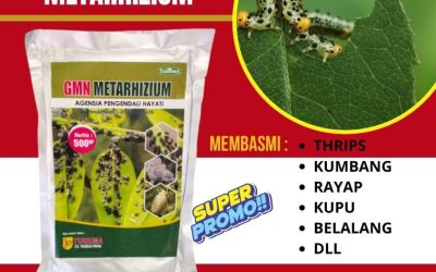 AMPUH! 0812-2882-4834 Pusat Obat Hama Kutu Putih Gondokusuman, Distributor Obat Hama Wereng Jetis, Produsen Metarhizium Hayati Kotagede
