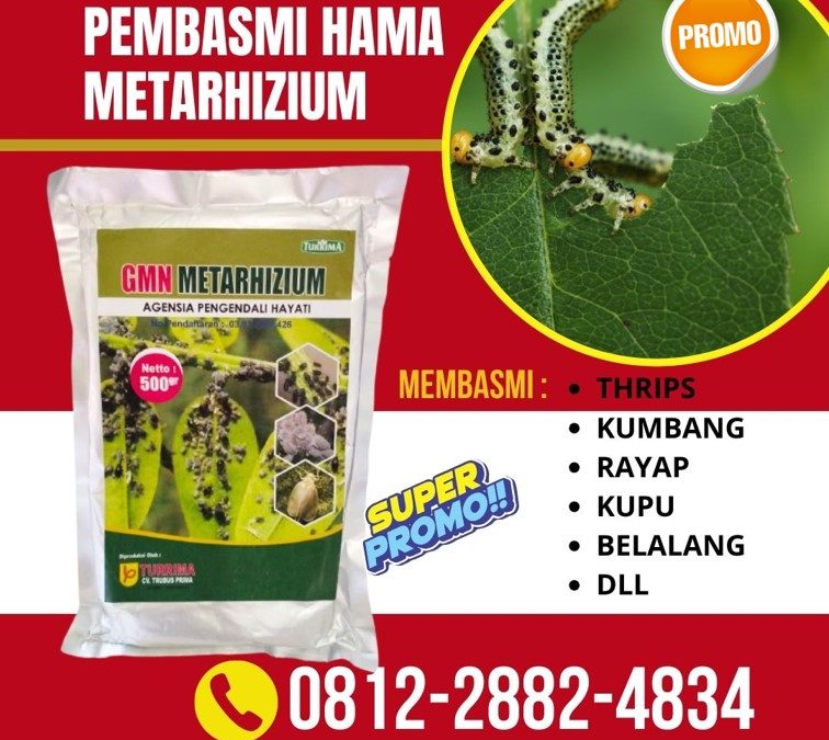 AMPUH! 0812-2882-4834 Pusat Obat Hama Kutu Putih Gondokusuman, Distributor Obat Hama Wereng Jetis, Produsen Metarhizium Hayati Kotagede