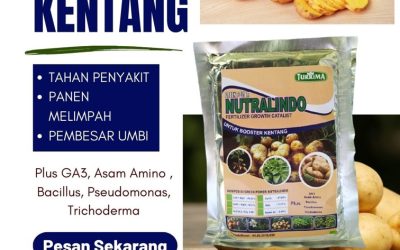 AMPUH! 0812-2882-4834 Pusat Pupuk Organik Untuk Kentang Bangkalan, Distributor Pupuk Dasar Untuk Tanaman Kentang Banyuwangi, Produsen Pupuk Pembesar Umbi Kentang Banyuwangi